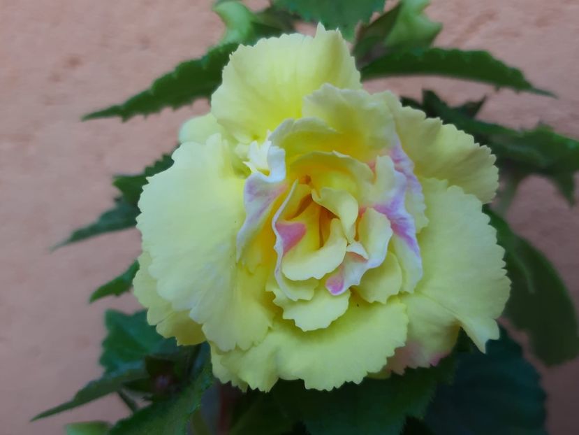 BriD’s 61-19 - Achi din semințe BriDs 2019