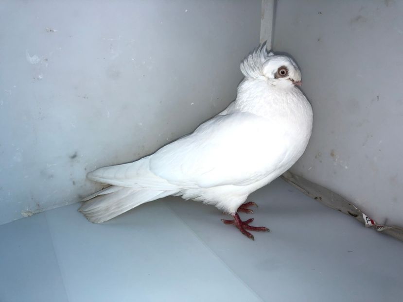 femelă  2014 - Plecați ALBUM 3