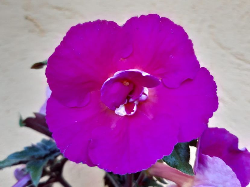 BriD’s 59-19 - Achi din semințe BriDs 2019