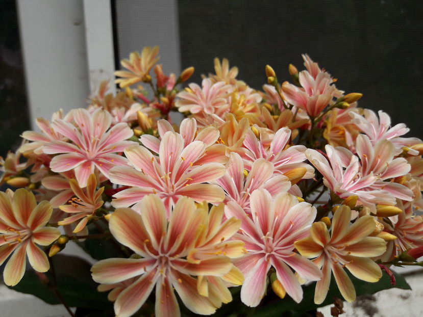  - Cactusi si suculente - 2019