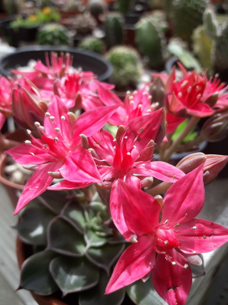  - Cactusi si suculente - 2019