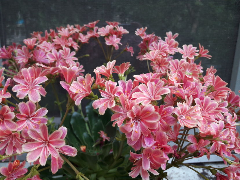  - Cactusi si suculente - 2019