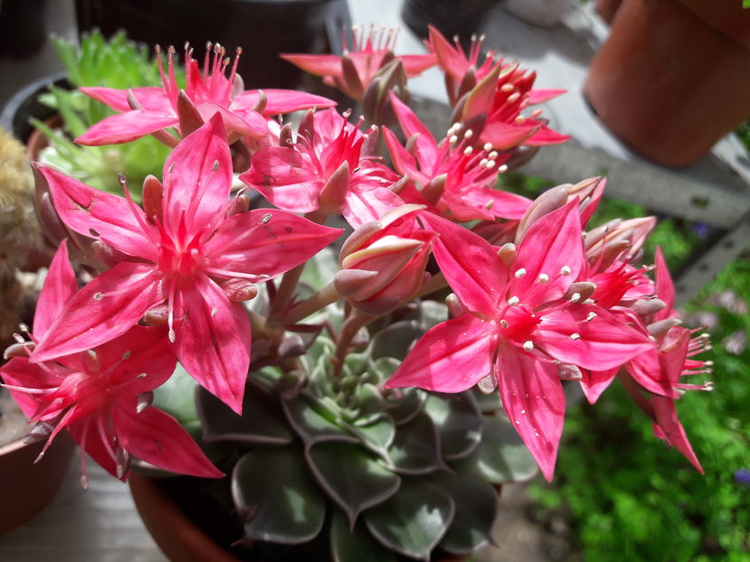  - Cactusi si suculente - 2019