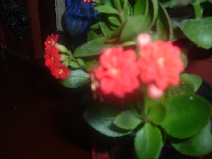 DSCF2277; kalanchoe rosu aprins
