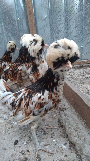 received_521989065005163 - A- Paduana Porțelan 2019-2020