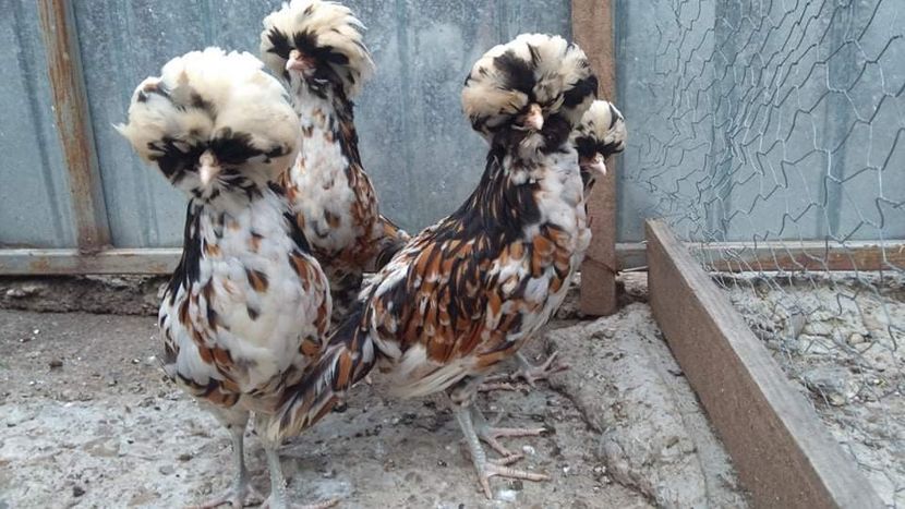 received_1049444875445028 - A- Paduana Porțelan 2019-2020