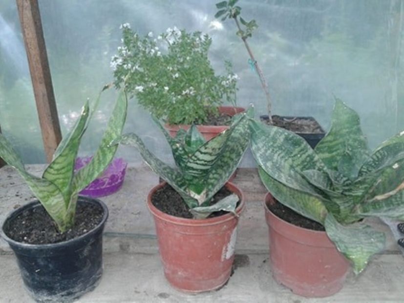 Sanseviera pitica - w Produse livrate