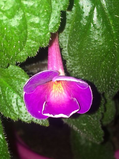 Nici eu nu dorm :))) - BriDs Gabriela