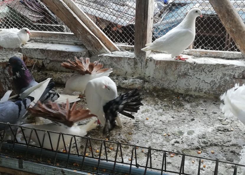  - Voltati coadă neagra și rosie