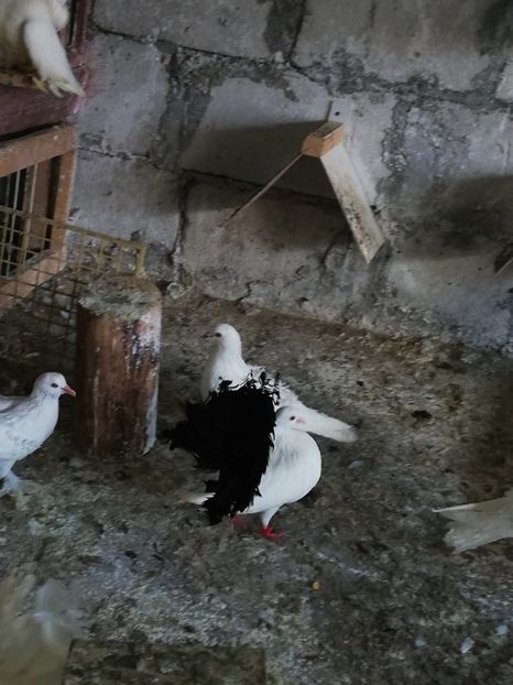  - Voltati coadă neagra și rosie