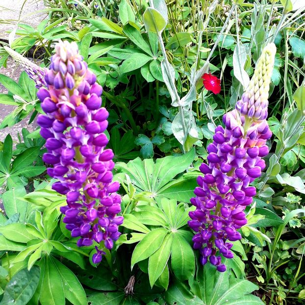  - AAAAA_LUPIN 2015_2017_2018_2019_2020