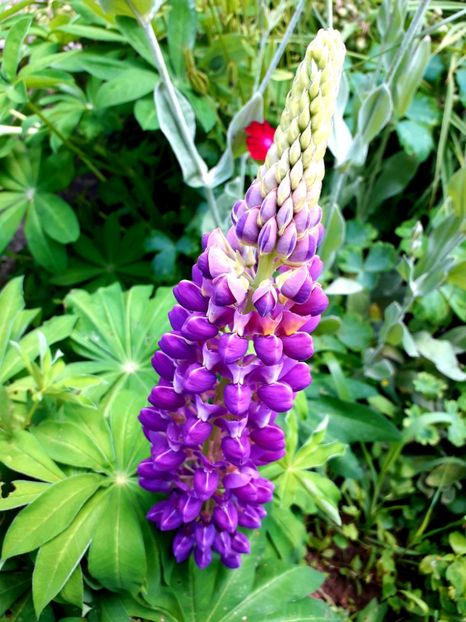  - AAAAA_LUPIN 2015_2017_2018_2019_2020