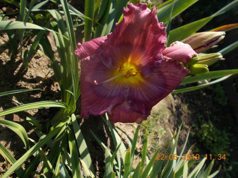 P-r5,8-lavender blue  baby - HEMEROCALLISI-2019