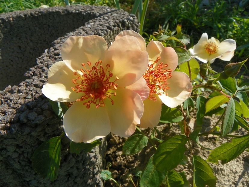 Peach Nature - Trandafiri 2019 2