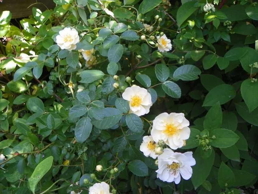 seedling Helenae Semiplena - Trandafiri 2019 2