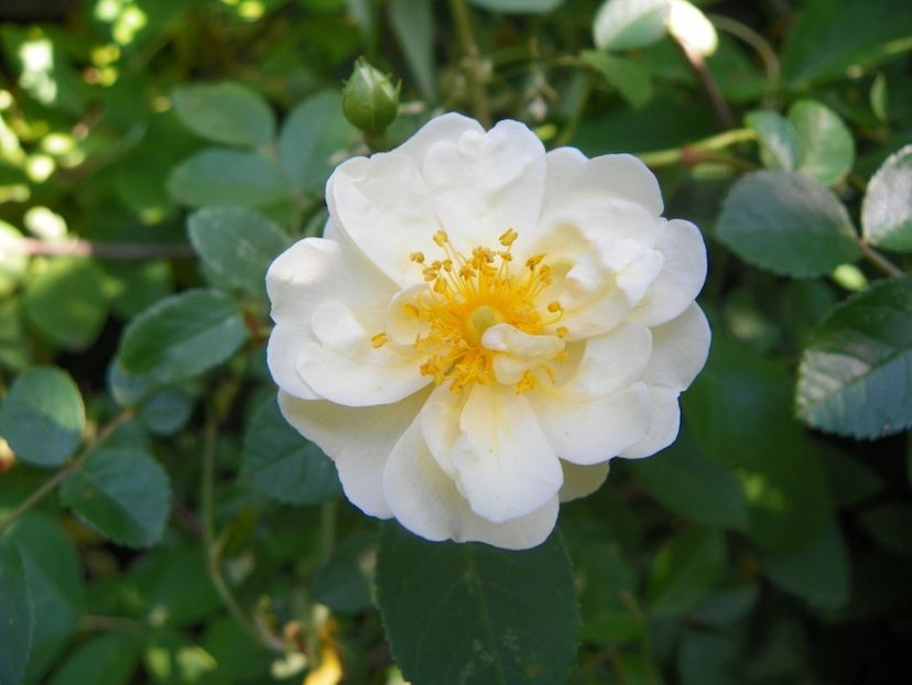 seedling Helenae Semiplena - Trandafiri 2019 2