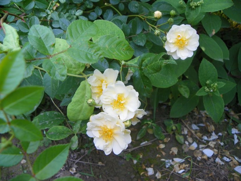 seedling Helenae Semiplena - Trandafiri 2019 2