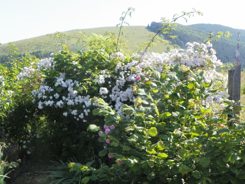 Paul's Himalayan Musk - Trandafiri 2019 2