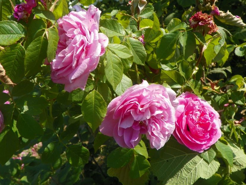 Gertrude Jekyll - Trandafiri 2019 2