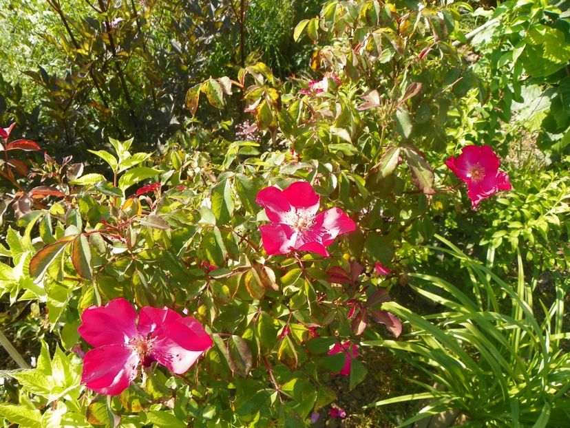 Rose of Picardy - Trandafiri 2019 2