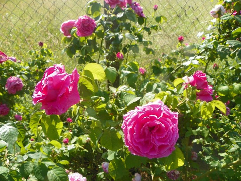 Futtacker Schlingrose - Trandafiri 2019 2