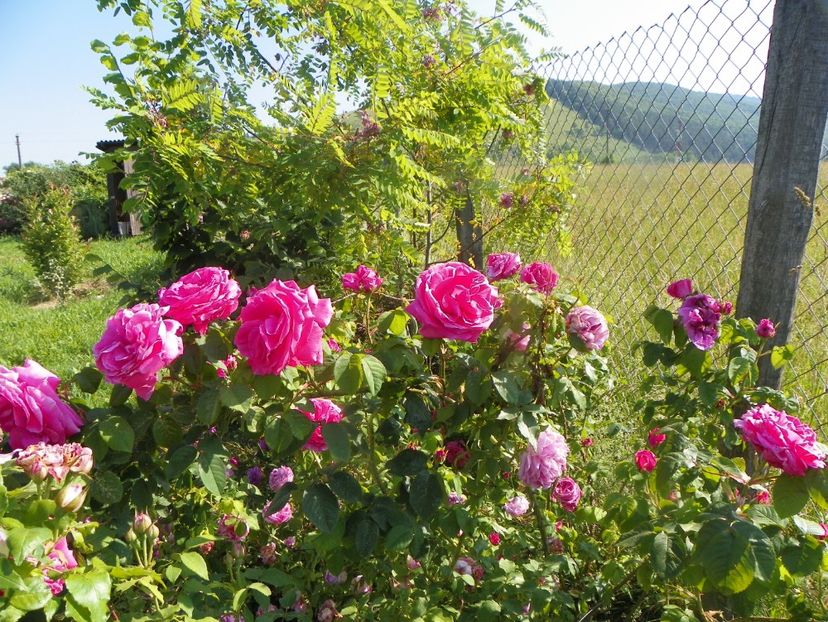 Futtacker Schlingrose - Trandafiri 2019 2