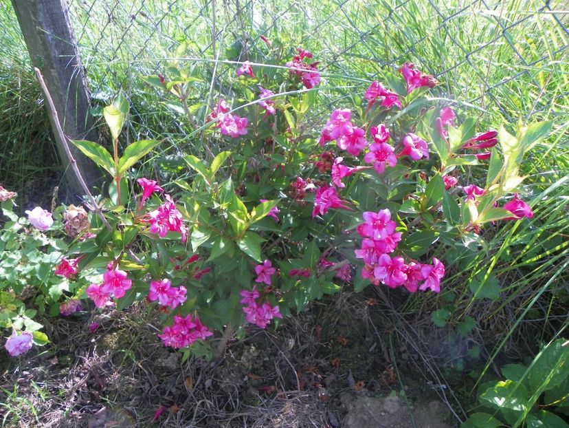 weigela Eva Ratke - Dobarland 2019 2