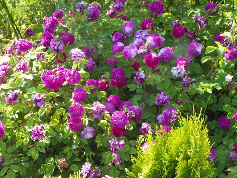 Himmelsauge - Trandafiri 2019 2