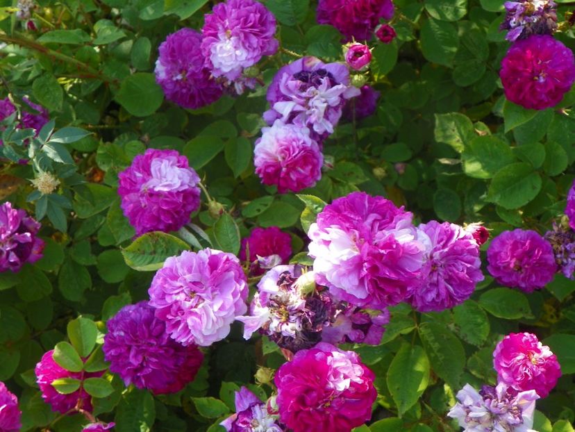 Himmelsauge - Trandafiri 2019 2