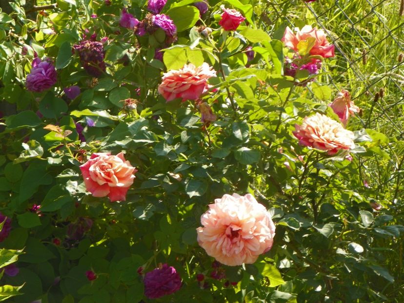 Aloha - Trandafiri 2019 2