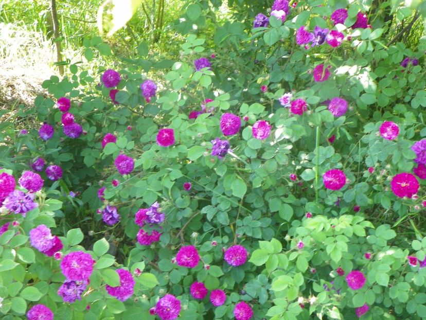 Himmelsauge - Trandafiri 2019 2