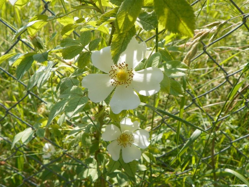 rosa laxa - Trandafiri 2019 2