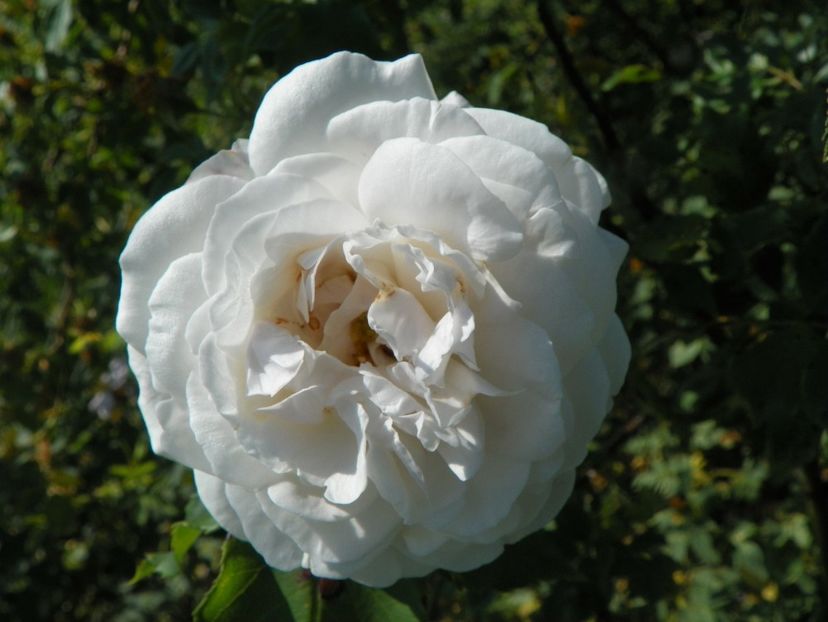 Boule de Neige - Trandafiri 2019 2