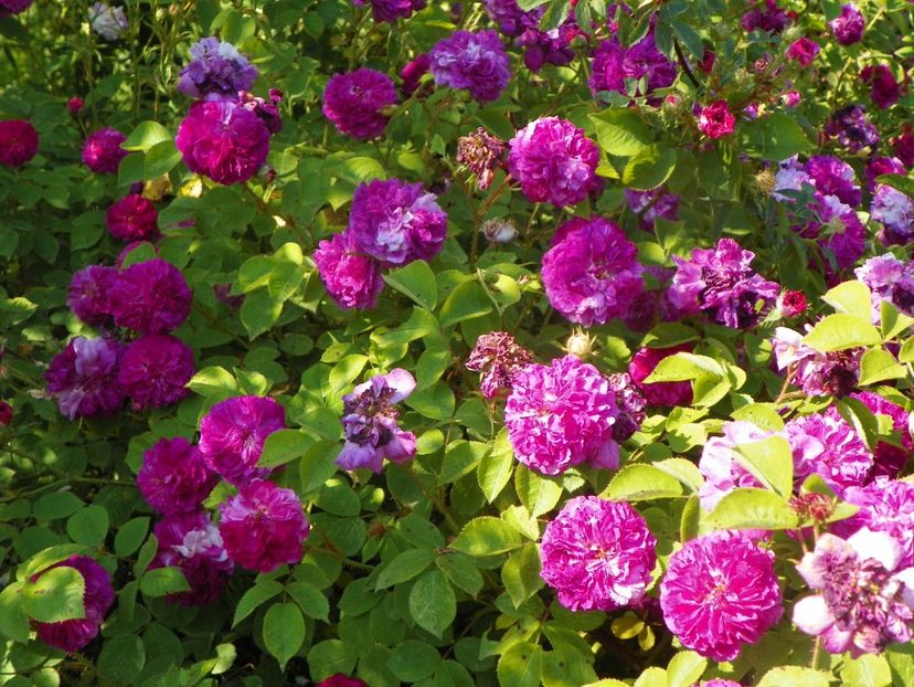 Himmelsauge - Trandafiri 2019 2