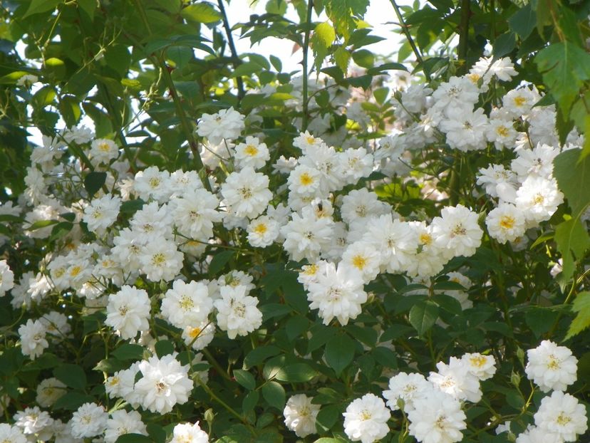 Paul's Himalayan Musk - Trandafiri 2019 2