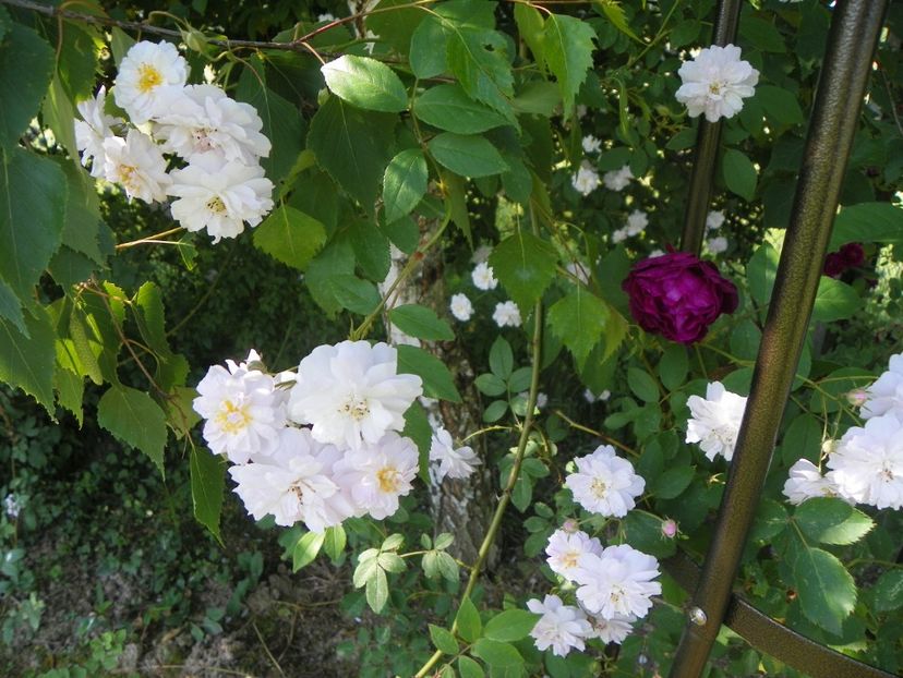 Paul's Himalayan Musk - Trandafiri 2019 2