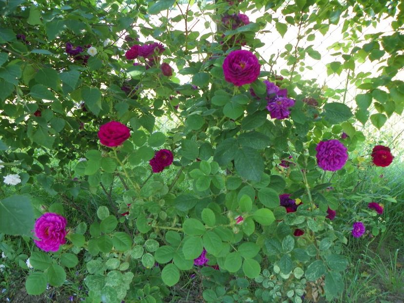 Chewpurplex - Trandafiri 2019 2