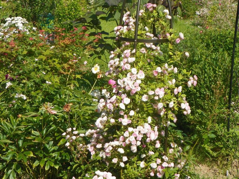 Frau Eva Schubert - Trandafiri 2019 2