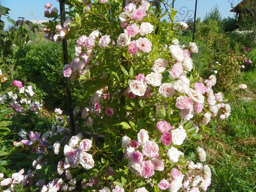 Frau Eva Schubert - Trandafiri 2019 2