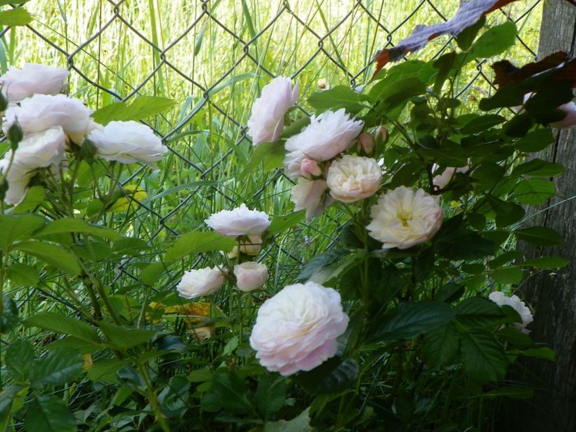 Bouquet Parfait - Trandafiri 2019 2