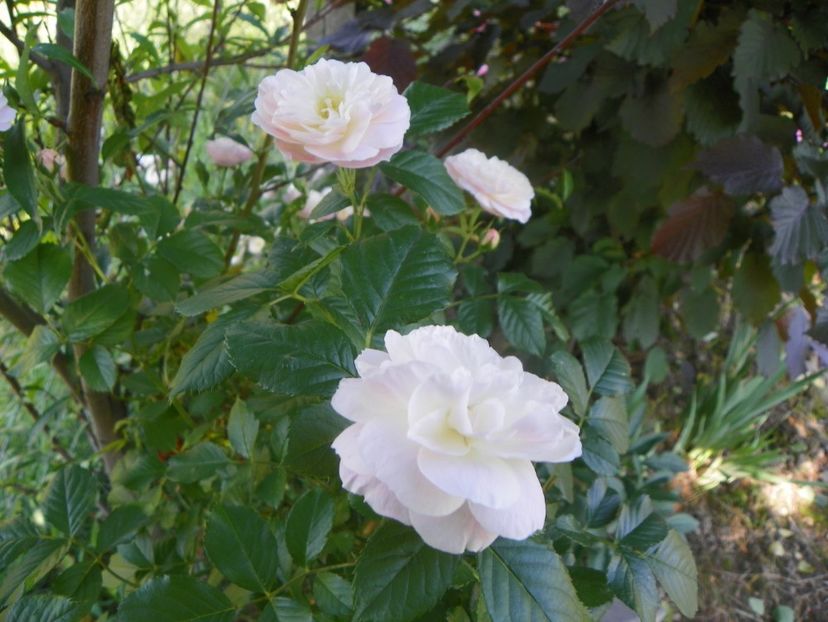 Bouquet Parfait - Trandafiri 2019 2