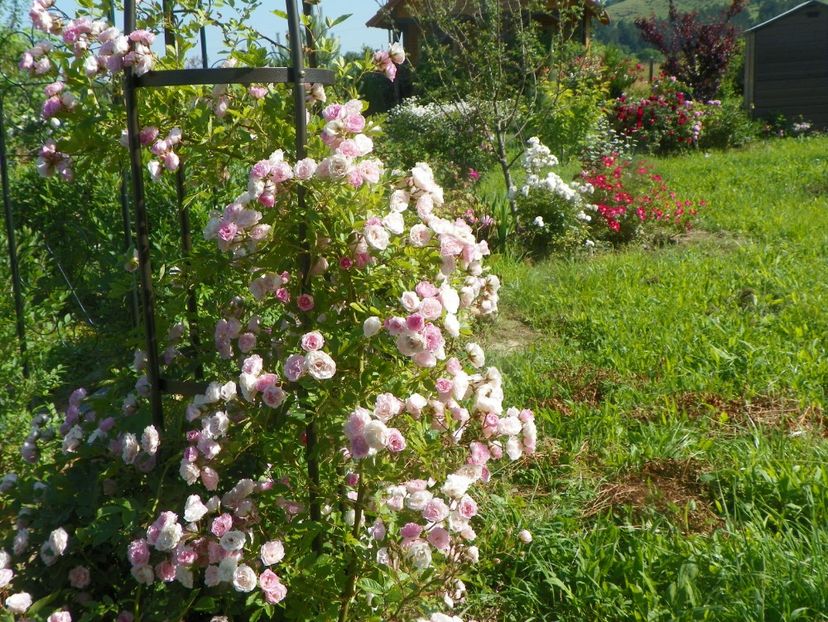 Frau Eva Schubert - Trandafiri 2019 2