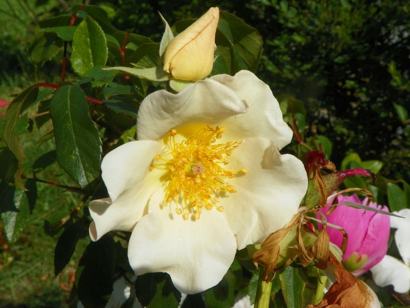 Sally Holmes - Trandafiri 2019 2