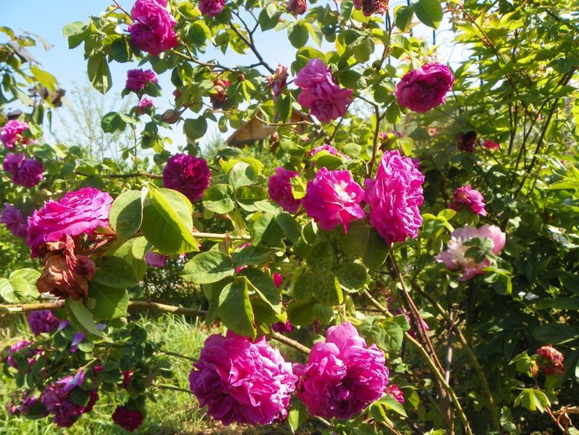 Capitaine Williams - Trandafiri 2019 2