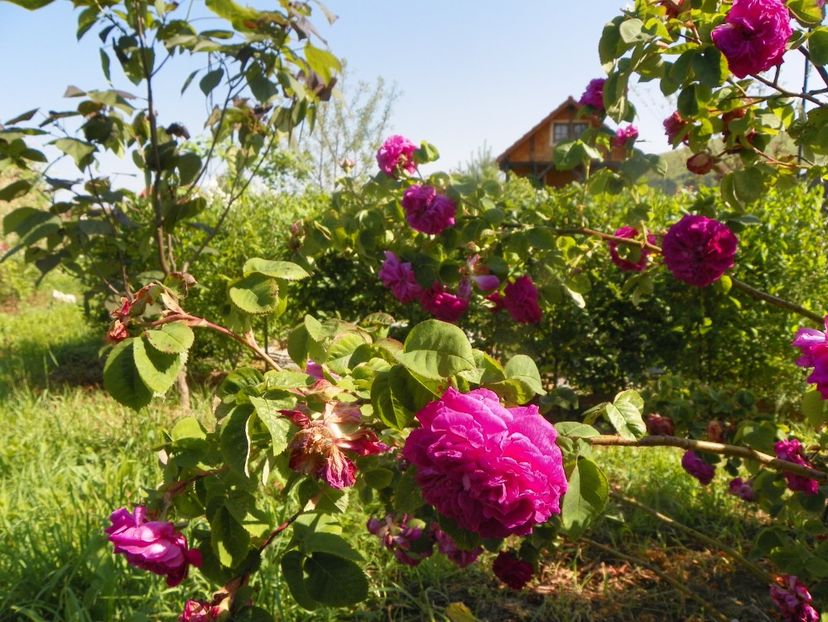 Capitaine Williams - Trandafiri 2019 2