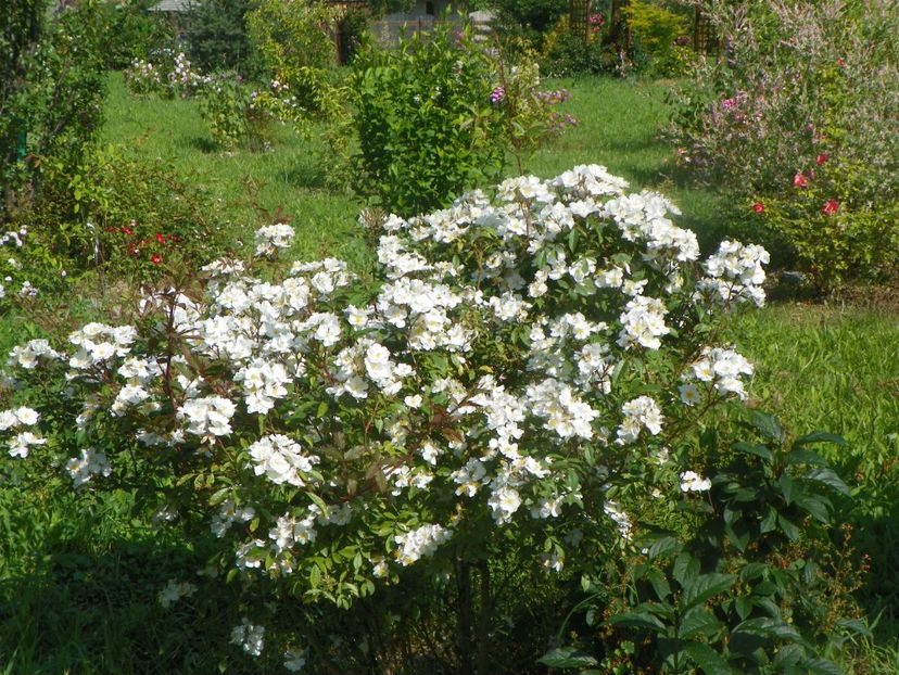 Darlow's Enigma - Trandafiri 2019 2