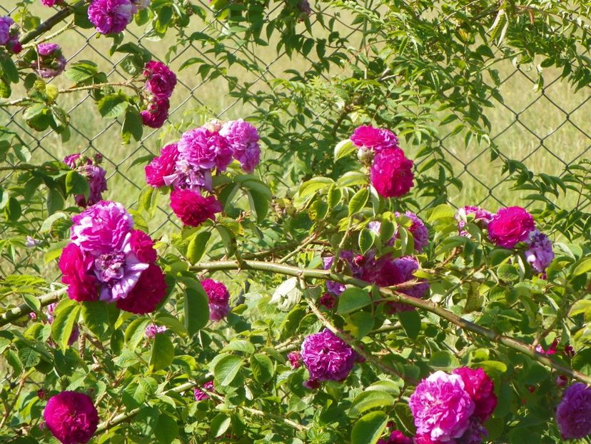 General Stefanik - Trandafiri 2019 2