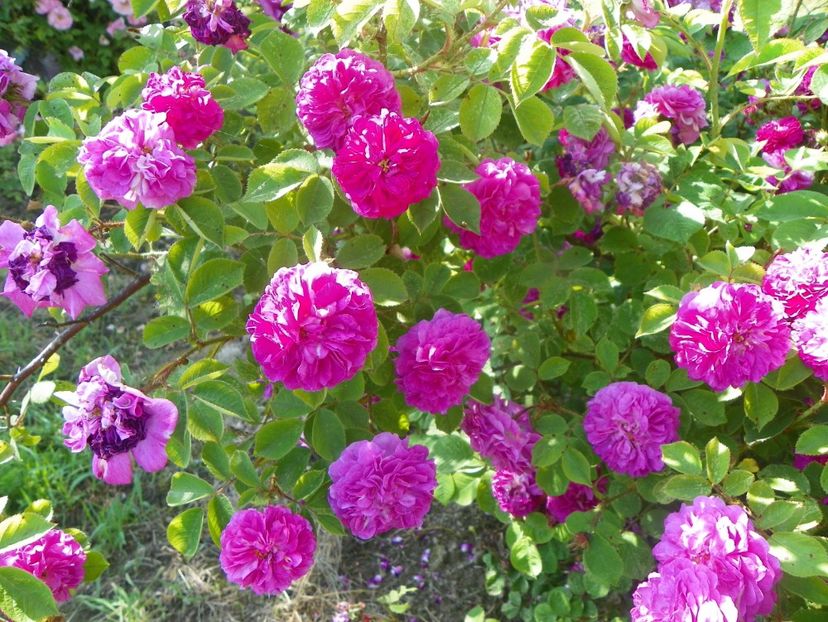 General Stefanik - Trandafiri 2019 2