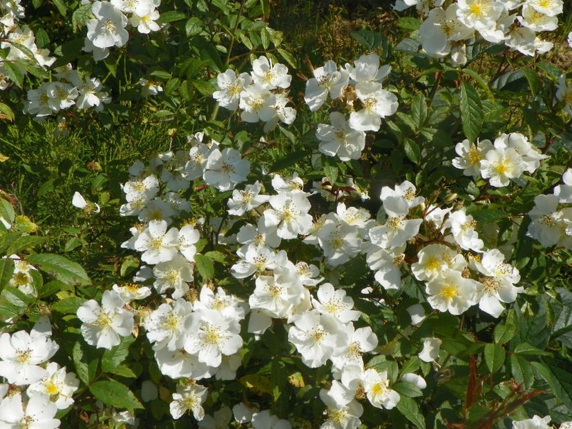 Darlow's Enigma - Trandafiri 2019 2