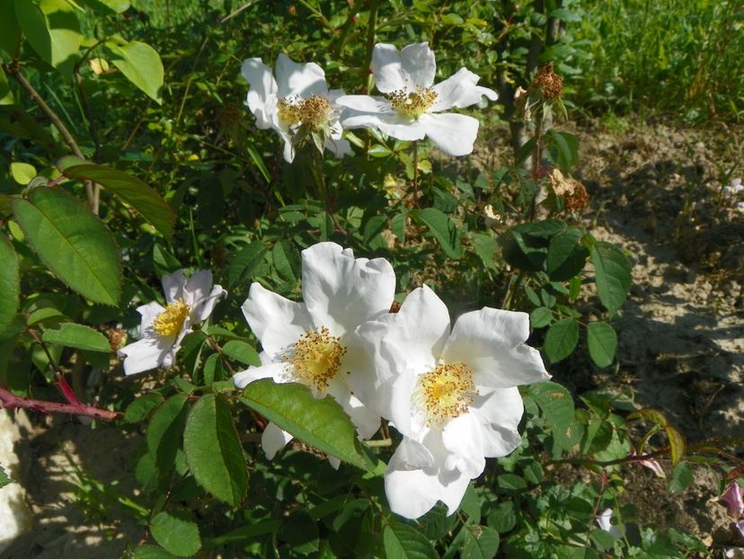 rosa sancta - Trandafiri 2019 2